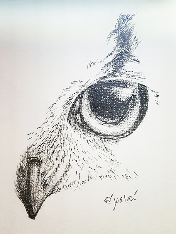 Sketch of the Day #17 – Eagle Eye. 鹰眼。 — Steemit